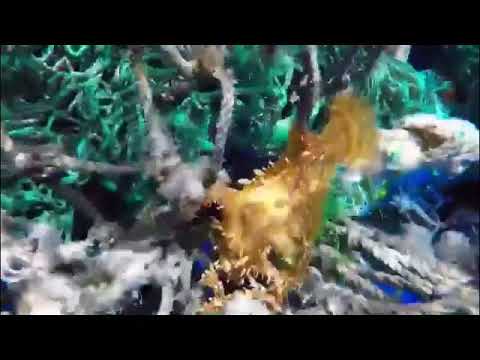 2018-09-05, Frogfish entangled in net