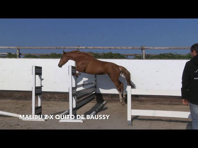 Mrs Malibu Z Jumping