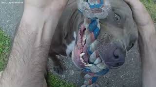 Stella chewing on her toy