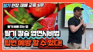딸기 칼슘 엽면시비 이렇게 하자! 팁번 예방법 대공개! | 농사 100단