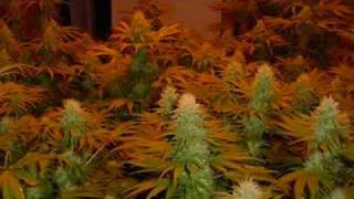 Smoke my Dro- Lil Wyte (Chopped &amp; Screwed)