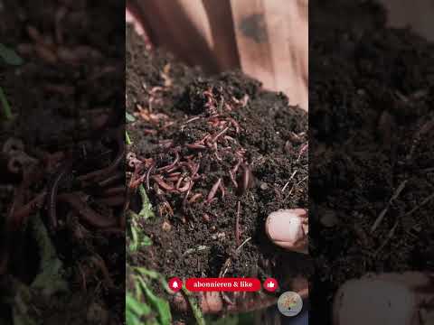 Herbstlaub kompostieren: Mit der 1:1:1-Regel zum perfekten Humus