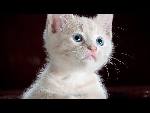 lovable pets cute cats compilation😍😘🐱🐱