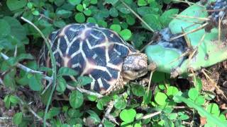 preview picture of video 'Star Tortoise: Wild in Sri Lanka'