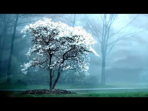 Pachabelly Music | Melody Music