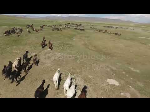 epic herd of horses galloping in the wild endless steppes of mongolia drone sh