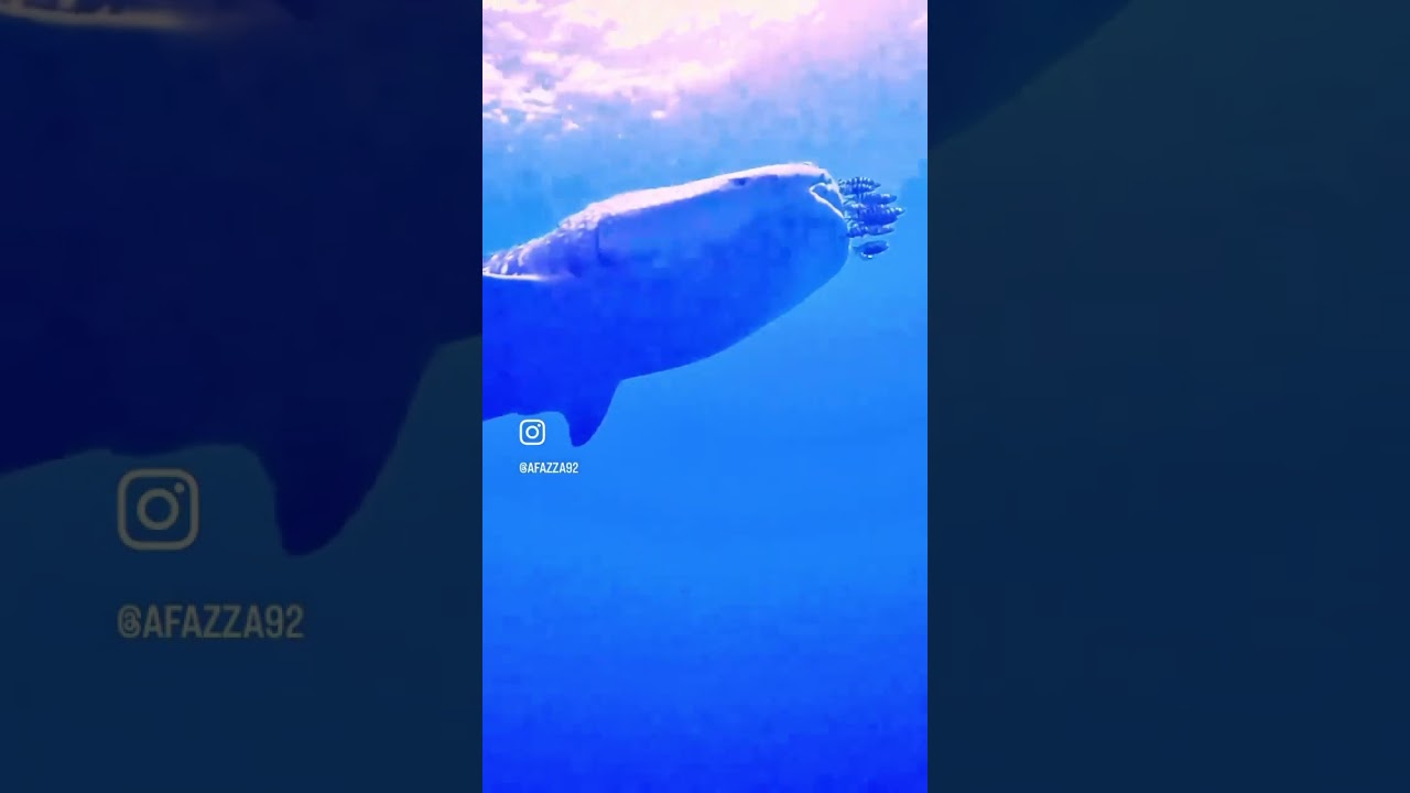 Trending Instagram Diving Safari Highlights