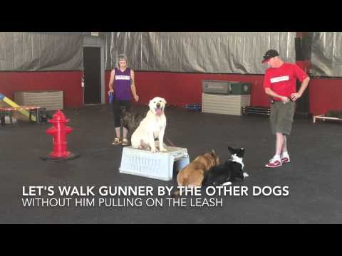 Sit Means Sit Dog Training video.