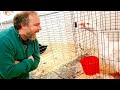 People Vs Animals Try Not To Laugh Challenge