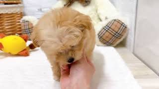 ハーフ犬の動画02