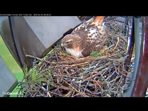 Arthur Delivers Chipmunk And Nestles Over Eggs – April 3, 2018