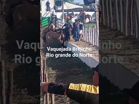 14 de novembro de 2025 #vaquejada Rio grande do Norte Brejinho RN
