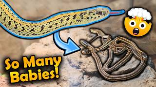 Our Golden Garter Snake Had 30 Babies!