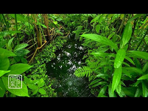 🌱Plant Music, 10 HRS, Soothing Biotope make Relaxing and Tranquilizing.3D Sounnd. #plant music