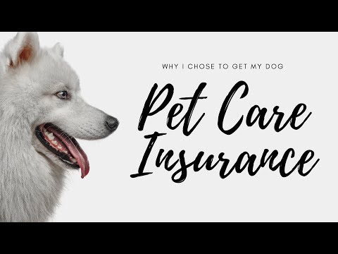 Why I Chose To Get My Dog Pet Care Insurance | Malayan Pet Care Insurance Philippines