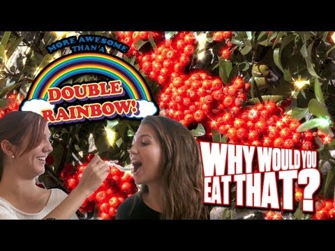 Miracle Berries aka LSD for Your Tongue - Why Would You Eat That?