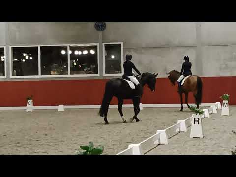 jonge paarden competitie 8-1-2023 5 jaar