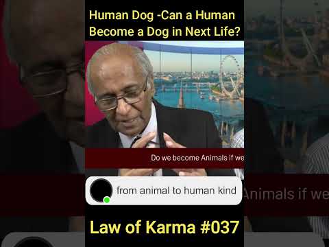 Human Dog   can a Human become a dog in next life #dog #shortsfeed