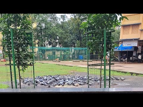 ऐसे कबूतरों की कुशलता आपने कभी नहीं देखी होगी 🤨Live from mumbai