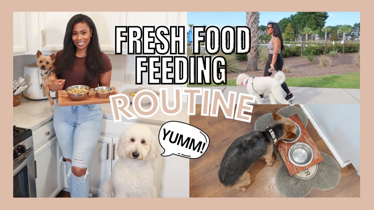 MY DOGS FEEDING ROUTINE EATING FRESH FOOD // LoveLexyNicole