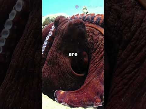 Mind Blowing Octopus #facts #adventure #animals #ocean