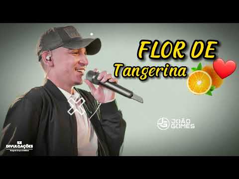 Flor De Tangerina - João Gomes /  Música Nova