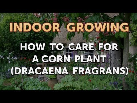 How to Regrow a Broken Aloe Leaf