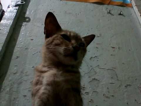 Masoom cat