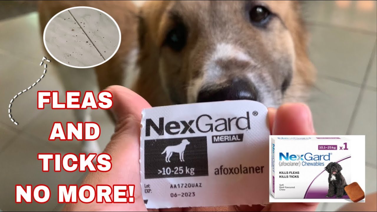 NEXGARD FOR TICKS AND FLEAS FOR DOGS REVIEW | HOW TO USE NEXGARD