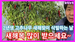 2년생 고추나무 3번따고 삭발 하는날 새해복 많이 받으세요~