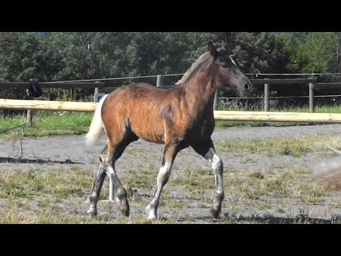 04. Rudi - Schwarzwälder Kaltblut Hengst *25.04.2020  - Fohlenschau Sankt Märgen 06.08.2020
