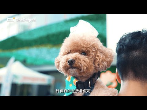 葵青區 TOP 1 寵物好去處！2024 新開寵物公園！7000呎狗Cafe！夏天必去！