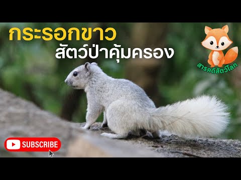 คลิกเพื่อดูคลิปวิดีโอ