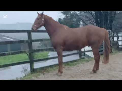 Good looking, 4yr old 17.2hh Gelding - Image 2