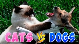 Funny Cats And Dogs Part 2 - Funny Cats vs Dogs - Funny Animals Compilation