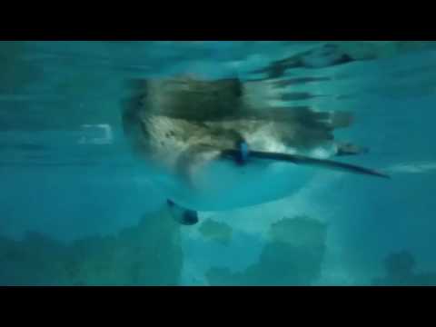 Penguin @ Manila Ocean park