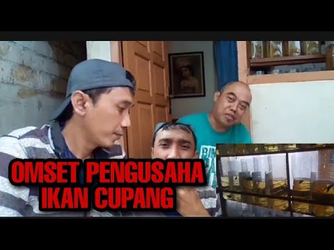 omset-pengusaha-ikan-cupang-serta-penjelasan-tentang-harga-dan-jenis-jenis-ikan-cupang