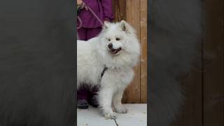 The Most INSANE Dog Grooming Transformation 😱
