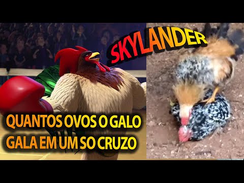 How many eggs are hatched in a gala or in a cross?