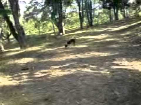 Missing Dog named Bruno