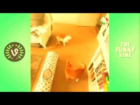 Best Funny Cat Videos Ever