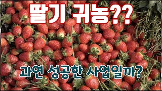 귀농으로 딸기의 선택?? 과연 잘...한??? 것일까??