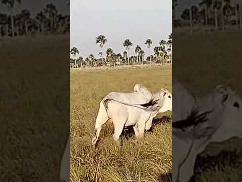 Santa Rosalía Vichada