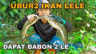 Download lagu Rasakan Sensasi Tarikan Raja Ikan Sungai Liar mp3
