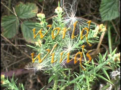 Thistledown - song for the aimless