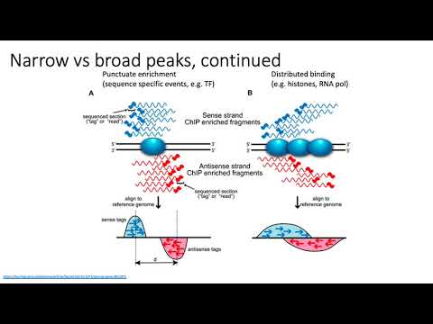 MCB 182 Lecture 8.9 - Narrow vs broad peaks, IDR