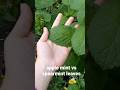 apple mint leaves versus spearmint leaves (comparing size)