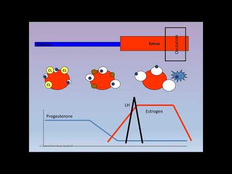 , title : 'Techniques for Managing Breeding in Sheep with Dr. Lynn Tait'