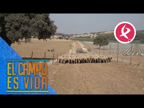 Chabeli and Antonio make a passageway for the sheep | The countryside is life