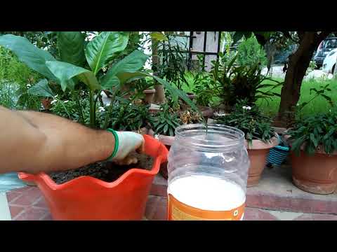 What is Urea and How to Use Urea Fertilizer